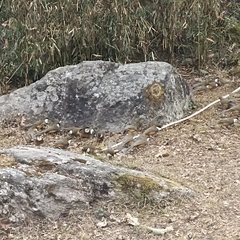 Pterorhinus albogularis