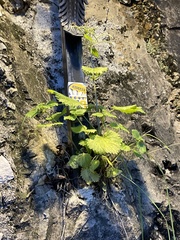 Urtica pilulifera