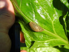 Drusia valenciennii