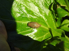 Drusia valenciennii