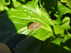 Drusia valenciennii
