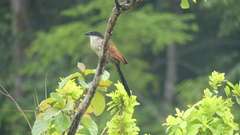 Centropus senegalensis