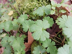Geranium lucidum