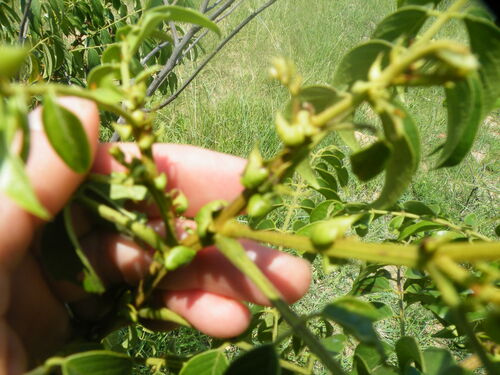 Image of Senna petersiana by (c) Antoinette Eyssell Knox, some rights reserved (CC BY-SA)