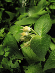 Symphytum bulbosum