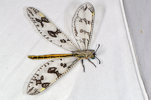 Annulares annulatus