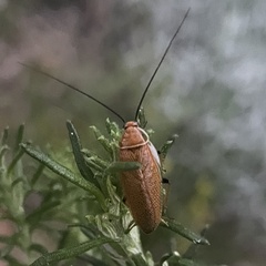 Pseudophyllodromiinae