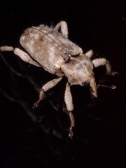 Mitrastethus baridioides