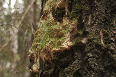 Rigidoporus corticola