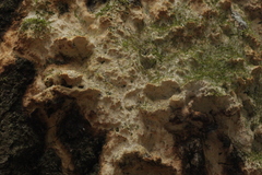 Rigidoporus corticola