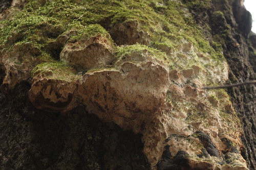 Oxyporus corticola (Fr.) Ryvarden
