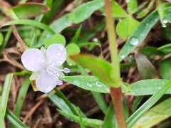 Murdannia loriformis