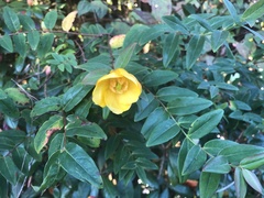 Hypericum hookerianum