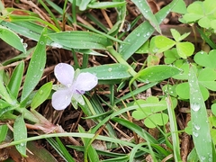 Murdannia loriformis