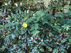 Hypericum hookerianum