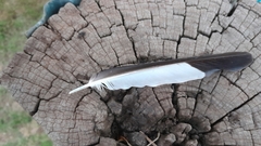 Gymnorhina tibicen