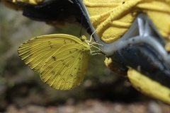Eurema blanda