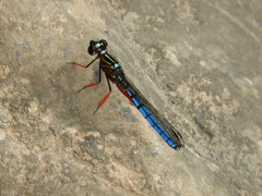 Platycypha caligata