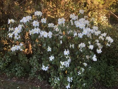 Rhododendron veitchianum