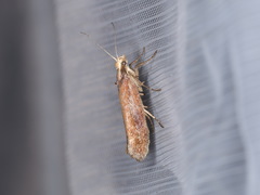 Ypsolopha ustella
