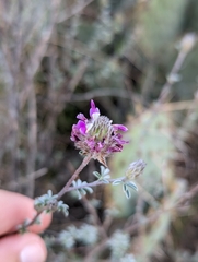 Dalea pulchra
