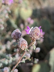 Dalea pulchra