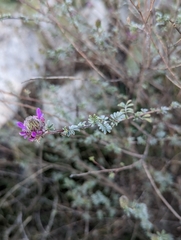 Dalea pulchra