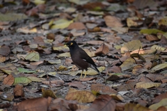 Acridotheres tristis
