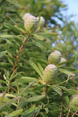 Leucadendron coniferum