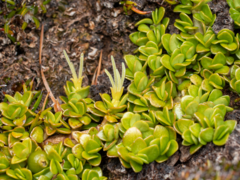 Coprosma perpusilla subantarctica