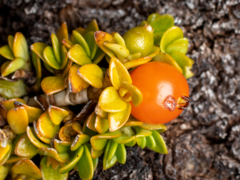 Coprosma perpusilla subantarctica