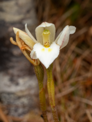 Eastern hyacinth orchid (Aporostylis bifolia)