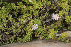 Drosanthemum candens