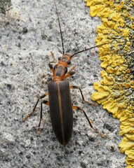 Parisopalpus macleayi