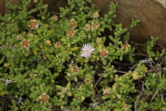 Drosanthemum candens