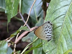 Drupadia ravindra