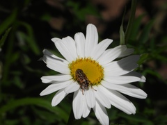 Melangyna viridiceps