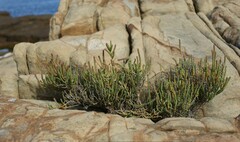 Salicornia littorea