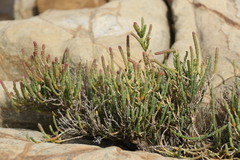 Salicornia littorea