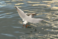 Chroicocephalus ridibundus