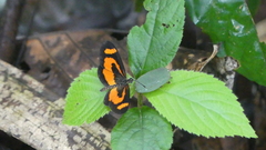 Acraea bonasia