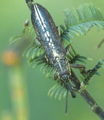 Rhinotia melanocephala