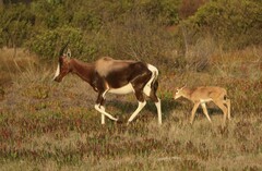Damaliscus pygargus pygargus