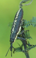 Rhinotia melanocephala