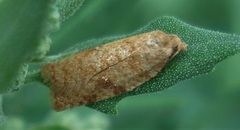 Acleris notana