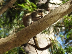 Heliosciurus gambianus