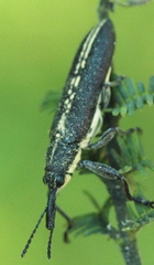 Rhinotia melanocephala