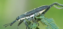 Rhinotia melanocephala
