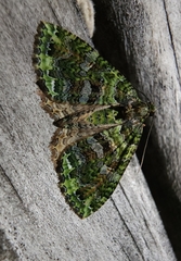 Austrocidaria similata
