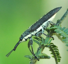 Rhinotia melanocephala